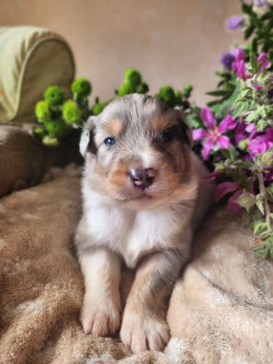 Les chiots de Berger Australien