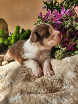 Les chiots de Berger Australien