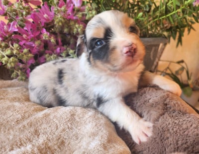 Les chiots de Berger Australien