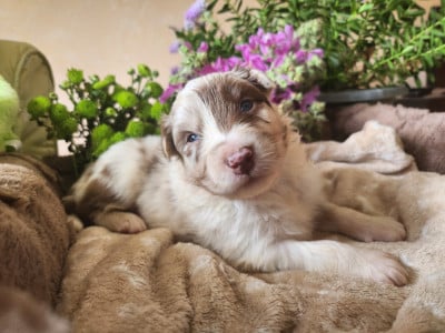 Les chiots de Berger Australien