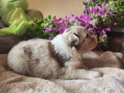 Les chiots de Berger Australien