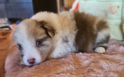 Les chiots de Berger Australien