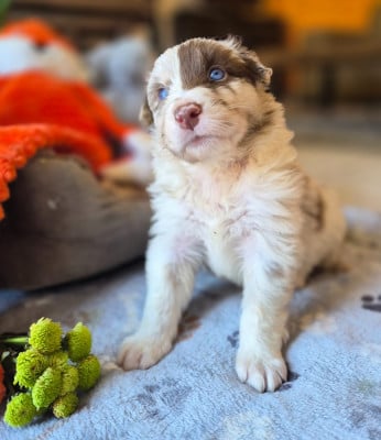 Les chiots de Berger Australien