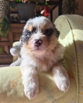Les chiots de Berger Australien