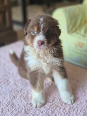 Les chiots de Berger Australien