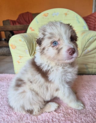 Les chiots de Berger Australien