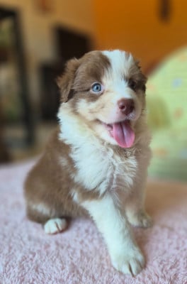 Les chiots de Berger Australien