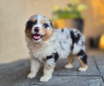 Les chiots de Berger Australien