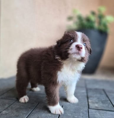 Les chiots de Berger Australien