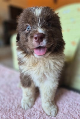 Les chiots de Berger Australien