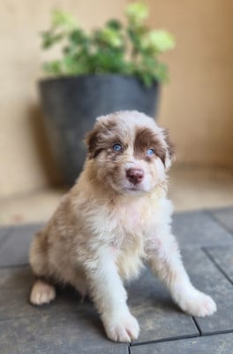 Les chiots de Berger Australien