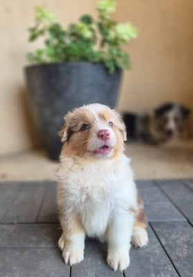 Les chiots de Berger Australien