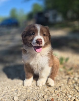 Les chiots de Berger Australien