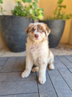 Les chiots de Berger Australien