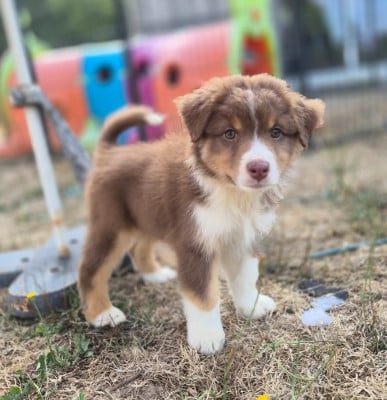 Les chiots de Berger Australien