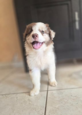 Les chiots de Berger Australien