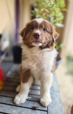 Les chiots de Berger Australien
