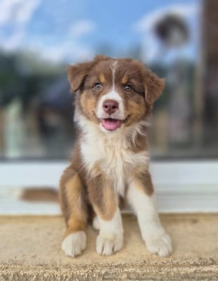 Les chiots de Berger Australien