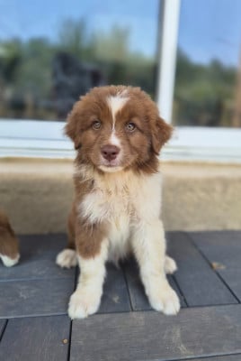 Les chiots de Berger Australien