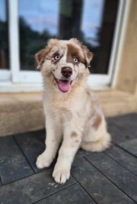 Les chiots de Berger Australien