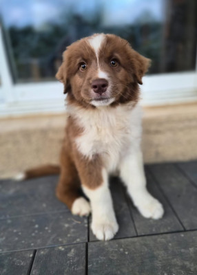 Les chiots de Berger Australien