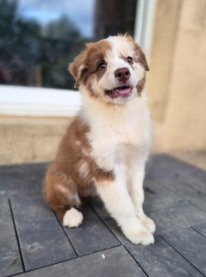 Les chiots de Berger Australien