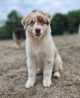 Les chiots de Berger Australien