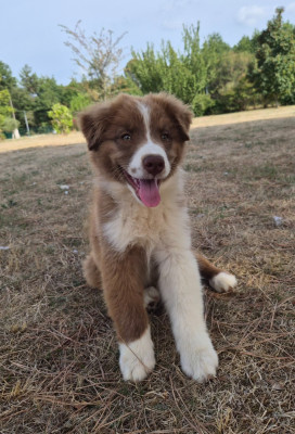 Les chiots de Berger Australien