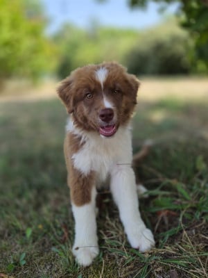 Les chiots de Berger Australien