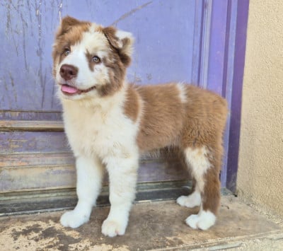 Les chiots de Berger Australien