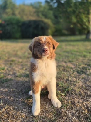 Les chiots de Berger Australien