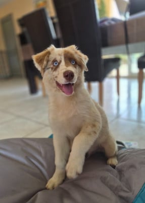 Les chiots de Berger Australien