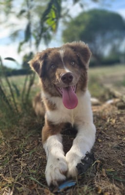 Les chiots de Berger Australien
