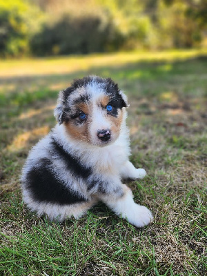 Les chiots de Berger Australien