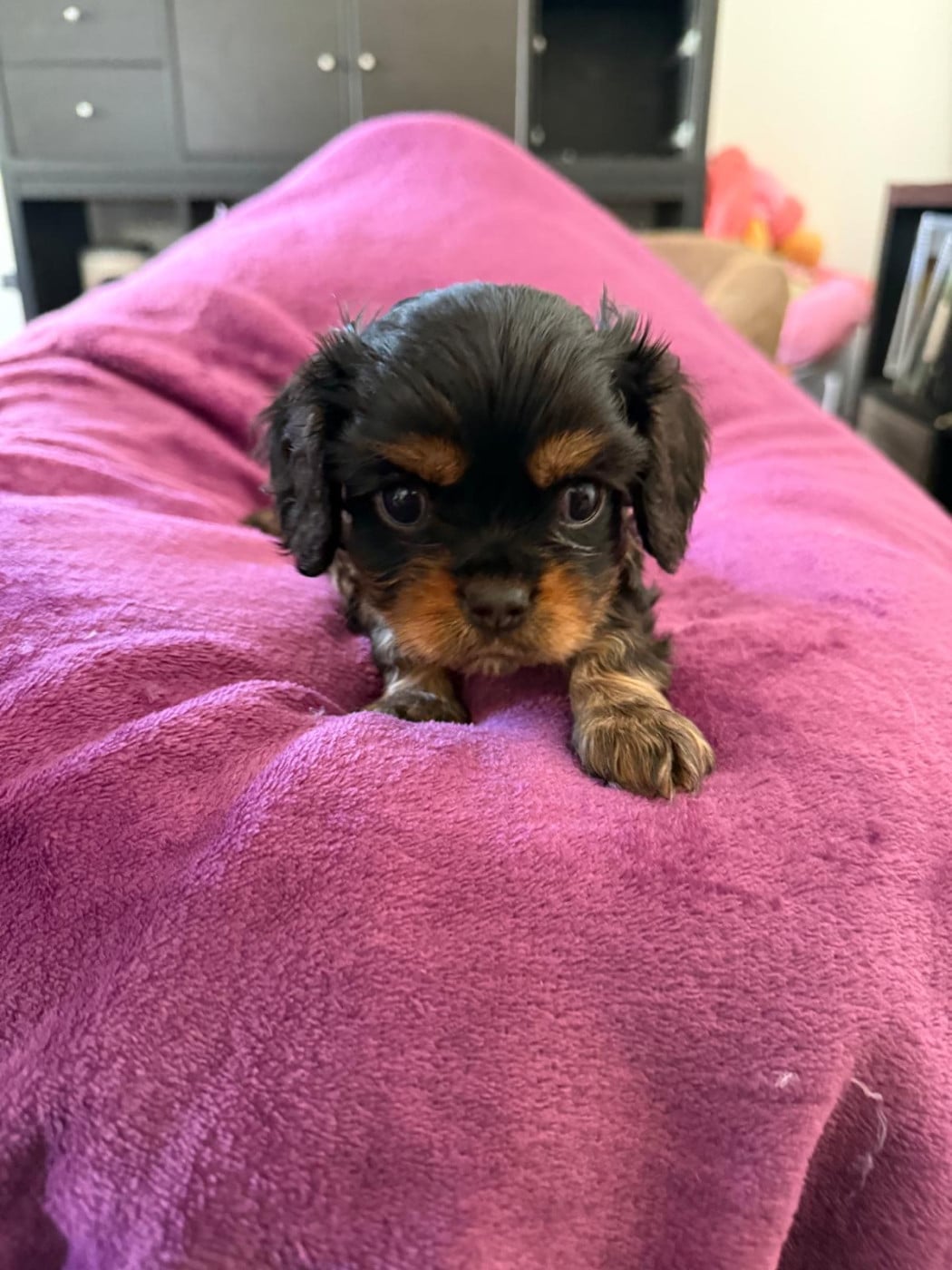 Mâle Noir Feu - Cavalier King Charles Spaniel