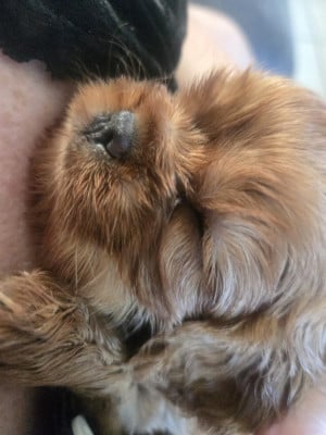 Les chiots de Cavalier King Charles Spaniel