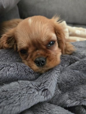 Les chiots de Cavalier King Charles Spaniel