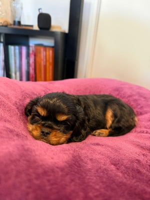 Cavalier King Charles Spaniel