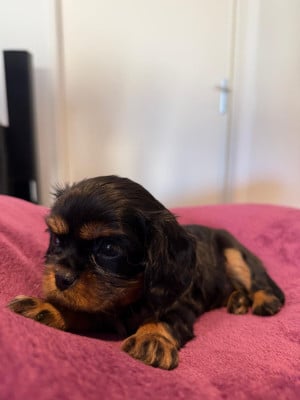 Femelle Noir Feu - Cavalier King Charles Spaniel