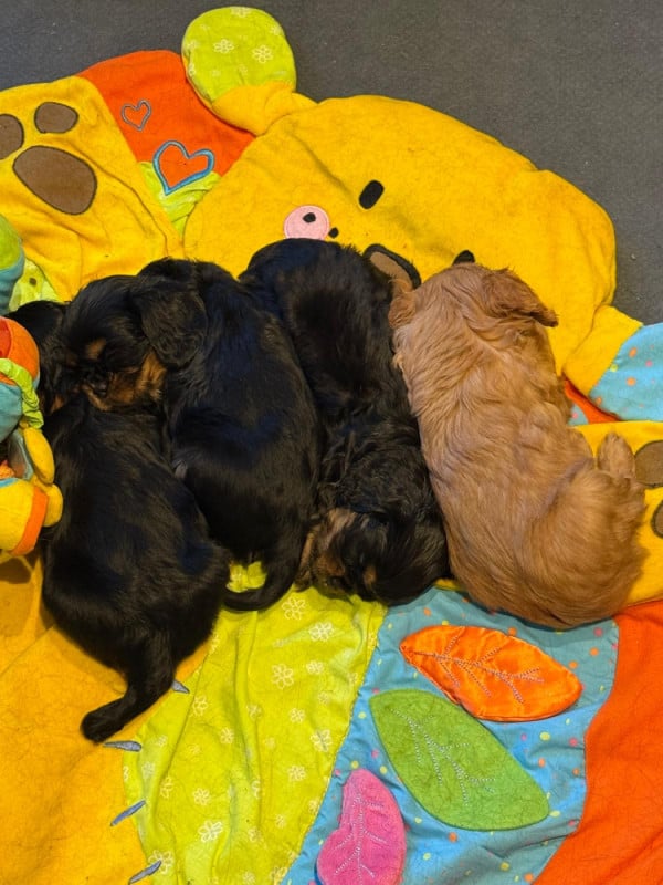 Cavalier King Charles Spaniel - Des Rêves De Siam
