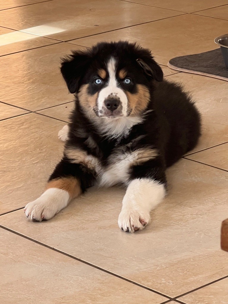 Viva la vida venuss by lucky