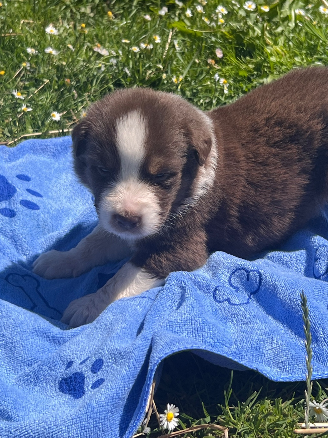 Bandit - Berger Australien