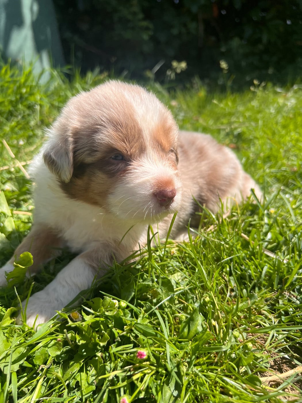 Bobby - Berger Australien
