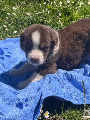 Les chiots de Berger Australien
