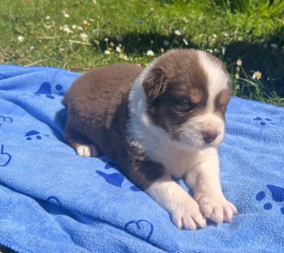 Les chiots de Berger Australien
