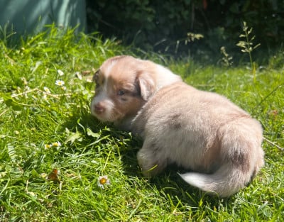 Les chiots de Berger Australien