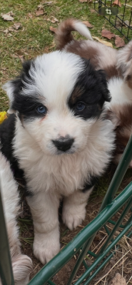 Les chiots de Berger Australien
