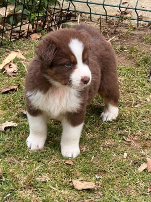 Les chiots de Berger Australien
