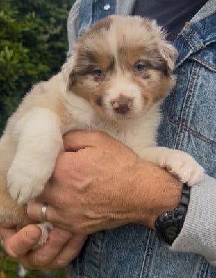 Les chiots de Berger Australien