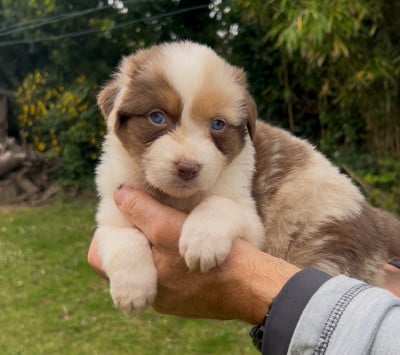 Les chiots de Berger Australien